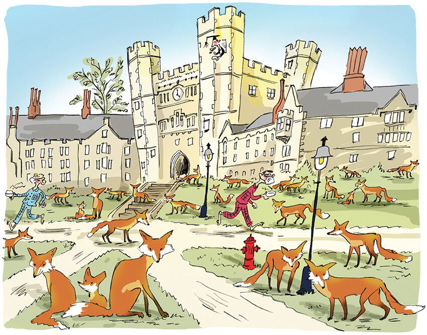 Foxes (Eliane)
